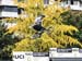 2017 Urban Worlds - Freestyle Qualies