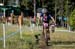Campbell