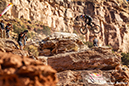 2019 Red Bull Rampage