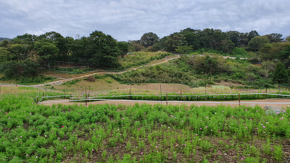 Tokyo XCO Track Walk