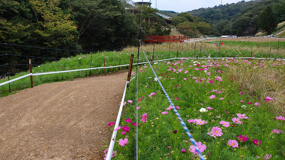 Tokyo XCO Track Walk