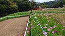 Tokyo XCO Track Walk