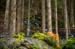 2020 Mountain Bike World Championships